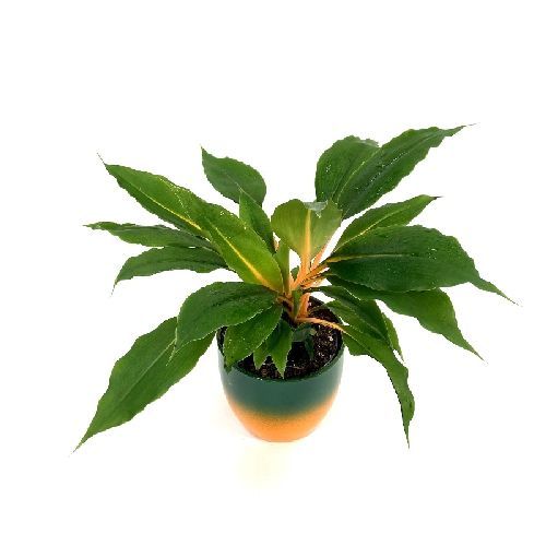 CHLOROPHYTUM ORCH. GREEN ORANGE V.12 <br/> Piante Verdi da Interno