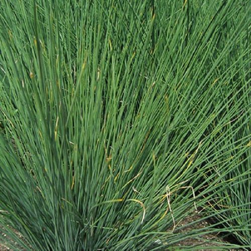 JUNCUS INFLEXUS V9 <br/> Piante Perenni ed Erbacee, Fiori Perenni