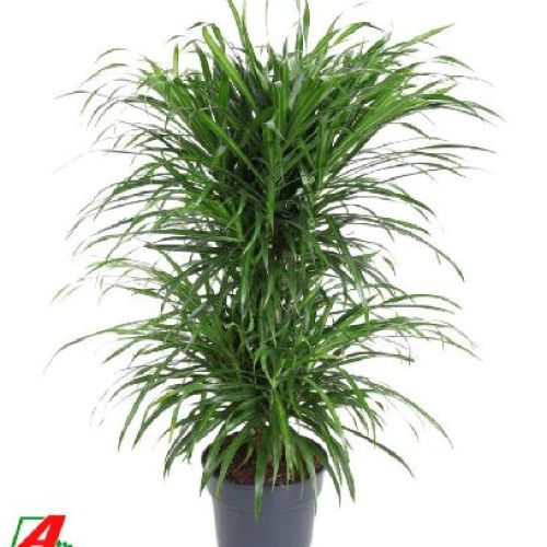 DRACENA REFLEXA ANITA V21 <br/> Piante Verdi da Interno