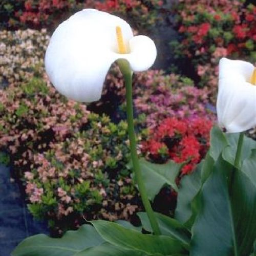 ZANTEDESCHIA V19 CALLA <br/> Piante Perenni ed Erbacee, Fiori Perenni