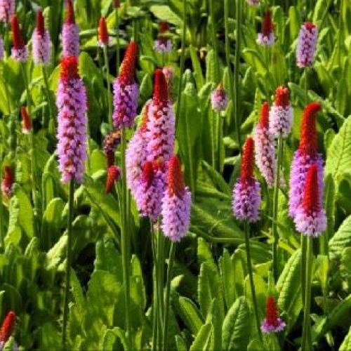 PRIMULA VIALLI V9 <br/> Piante Perenni ed Erbacee, Fiori Perenni