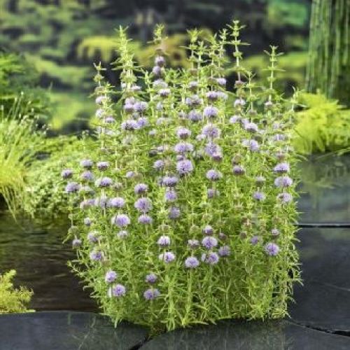 MENTHA CERVINA V9 <br/> Piante Perenni ed Erbacee, Fiori Perenni