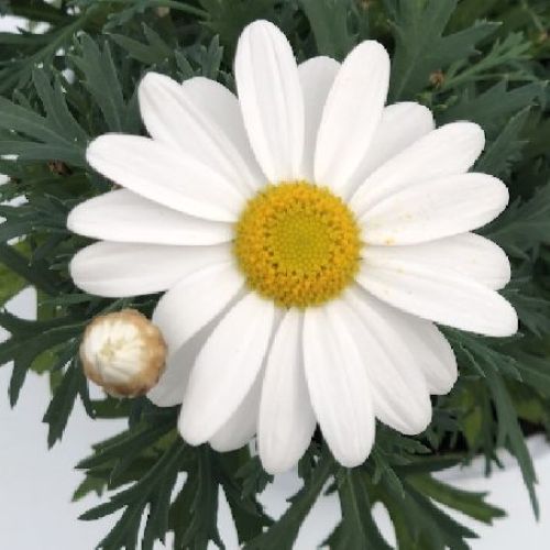 ARGYRANTHEMUM FRUTESCENS V14 MARGHERITA <br/> Piante Stagionali
