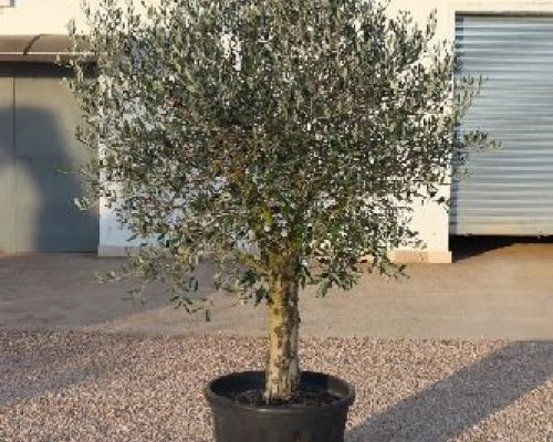 OLEA EUROPEA ALBERELLO V30 H120 OLIVO <br/> Giardino Mediterraneo