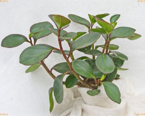 PEPEROMIA HAPPY BEAN V.10 <br/> Piante Grasse
