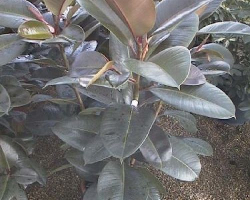 FICUS ELASTICA 3 PIANTE V24 H80 <br/> Piante Verdi da Interno