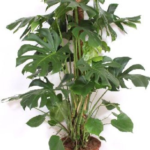MOSTERA DELICIOSA V34 H150 <br/> Piante Verdi da Interno