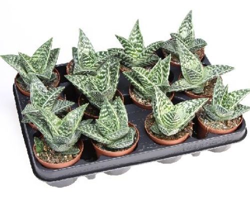 ALOE VARIEGATA V5,5 <br/> Piante Grasse