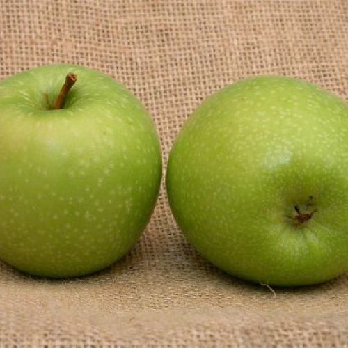 MALUS COMMONIS GRANNY SMITH V24 MELA <br/> Piante e Alberi da Frutto