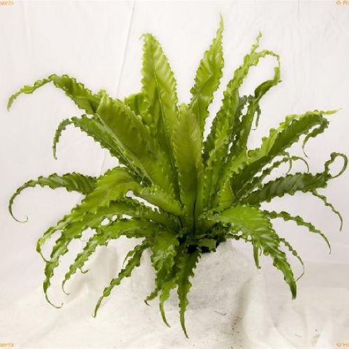 ASPLENIUM ANTIQUUM V.12 <br/> Piante Verdi da Interno