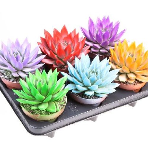 ECHEVERIA MIRANDA "COLOR" V12 COLORE ARTIFICIALE <br/> Piante Grasse