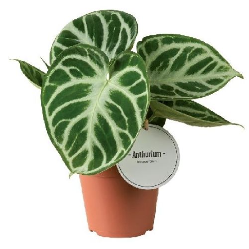ANTHURIUM SILVER BLUSH V12 <br/> Piante Verdi da Interno