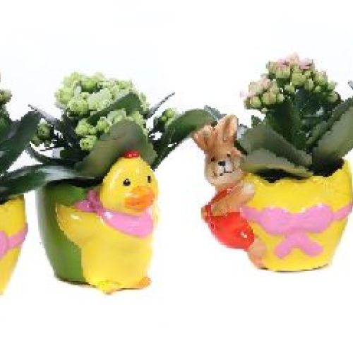 KALANCOLE CERAMICA V10 <br/> Piante Fiorite da Interno