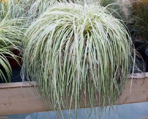 CAREX OSHIMENSIS EVERGOLD V10 <br/> Piante Ornamentali