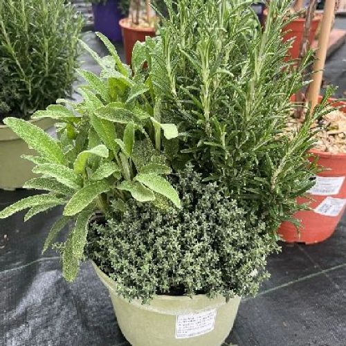 PIANTE AROMATICHE MIX IN V19 <br/> Piante Aromatiche