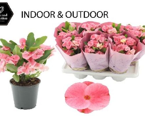 EUPHORBIA MILII CHARLOTTE V14 SPINA DI CRISTO <br/> Piante Grasse