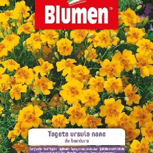 Blumen giardino fiori Tagete ursula nano bordura <br/> Semi da Fiore