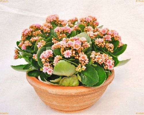 KALANCHOE BLOSSFELDIANA V.19 <br/> Piante Fiorite da Interno