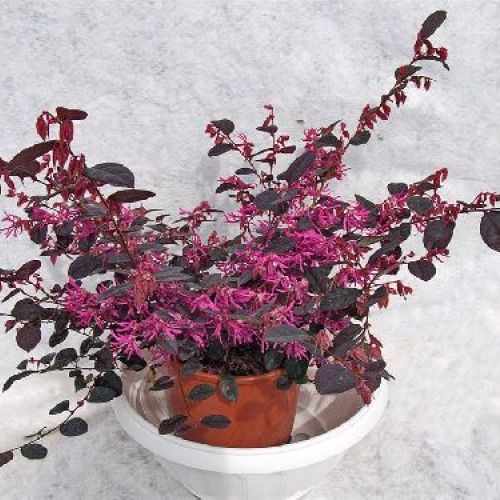 LOROPETALUM CHINENSE BLACK PEARL V19 <br/> Piante Fiorite da Giardino