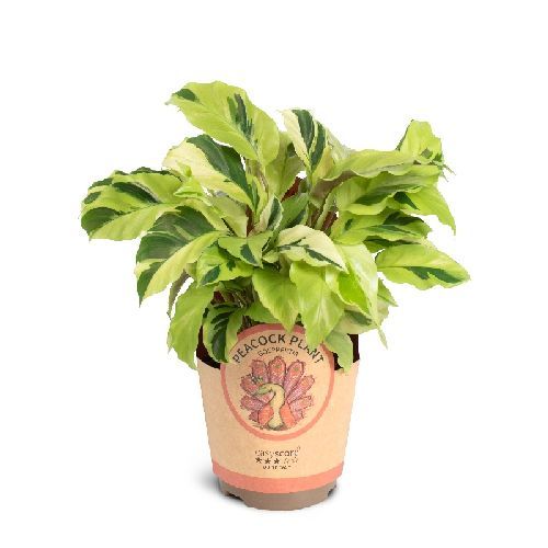 CALATHEA FUSION YELLOW V11 <br/> Piante Verdi da Interno