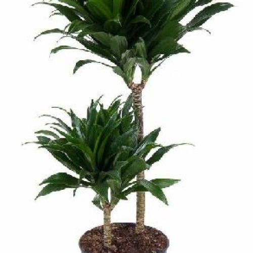 DRACENA FRAGRANS COMPACTA V19 <br/> Piante Verdi da Interno