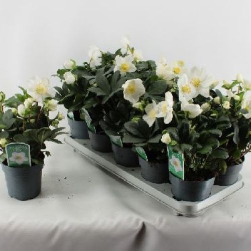 Helleborus Niger "Christmas Carol" v.12 <br/> Piante Fiorite da Giardino