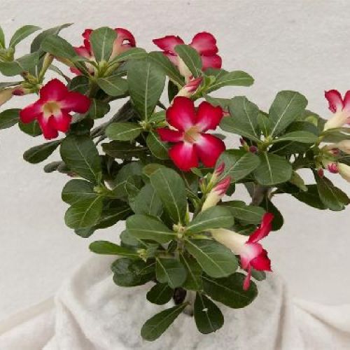 ADENIUM OBESUM v11 <br/> Piante Grasse