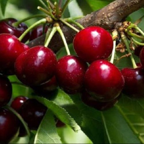 PRUNUS AVIUM AMARENA NERA V24 <br/> Piante e Alberi da Frutto