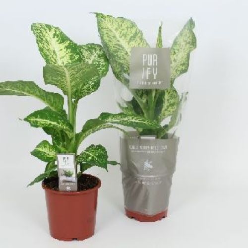 DIEFFENBACHIA CAMILLA V12 <br/> Piante Verdi da Interno