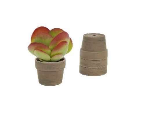 KALANCHOE THYRSIFLORA V11 <br/> Piante Grasse