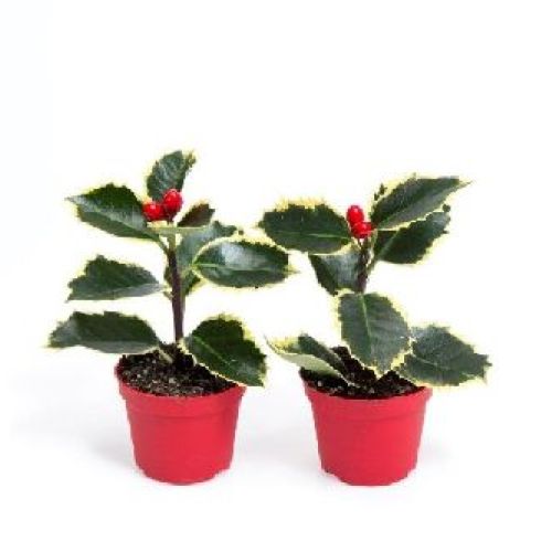 ILEX AQUIFOLIUM V.6 <br/> Piante Ornamentali