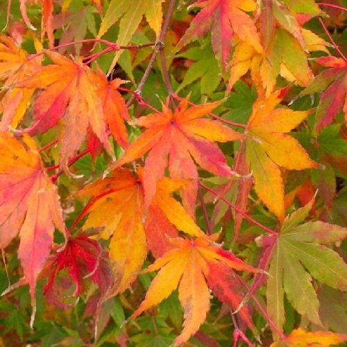 ACER PALMATUM ORANGE DREAM V28 <br/> Arbusti