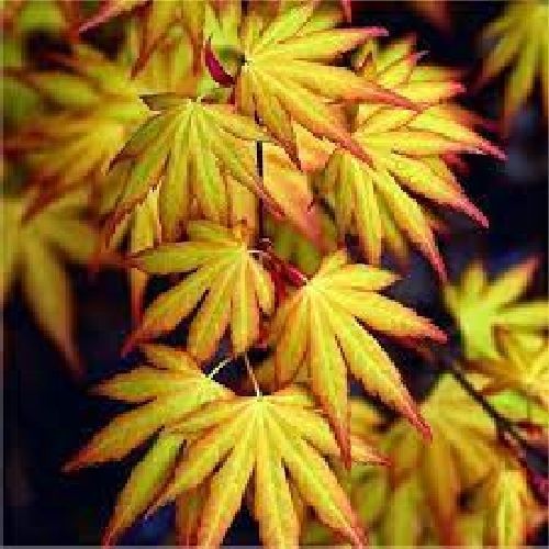 ACER PALMATUM KATSURA V24 <br/> Arbusti