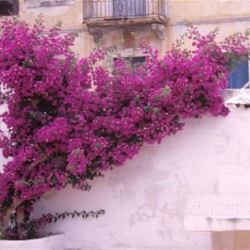BOUGAINVILLEA CALIFORNIANA V14 <br/> Giardino Mediterraneo