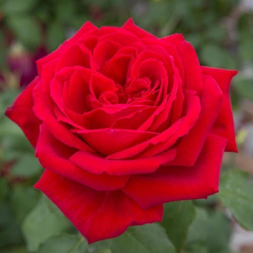 ROSA G. FIORI BOTERO MEIAFONE V14X14 <br/> Piante Fiorite da Giardino