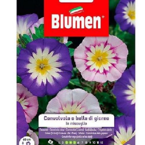 Blumen giardino fiori Convolvolo o bella di giorno <br/> Semi da Fiore