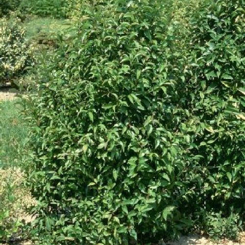 LIGUSTRUM JAPONICUM V17 <br/> Arbusti