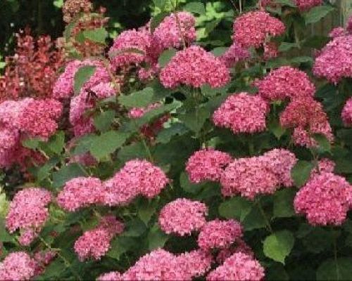 HYDRANGEA ARBORESCENS MAGICAL DARK PINK <br/> Piante Fiorite da Giardino