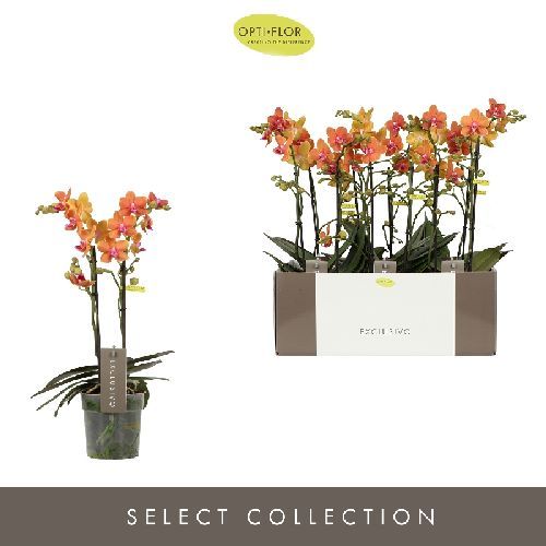 PHALAENOPSIS MULTI 3/4 RAMI V.12 <br/> Piante Fiorite da Interno