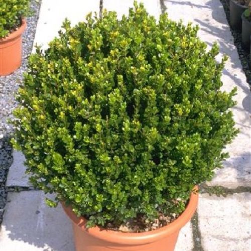 BUXUS SEMPERVIRENS PALLA V24 Ø30 <br/> Piante Ornamentali