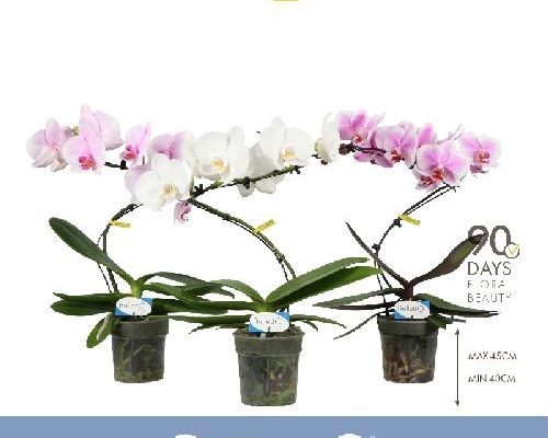 PHALAENOPSIS v12 balletto <br/> Piante Fiorite da Interno
