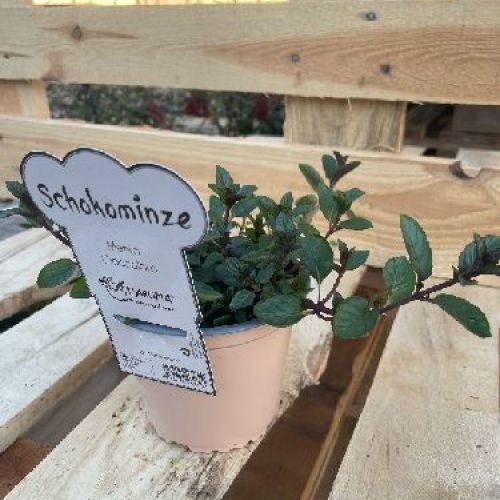 MENTA CIOCCOLATO L'AROMA V14 <br/> Piante Aromatiche