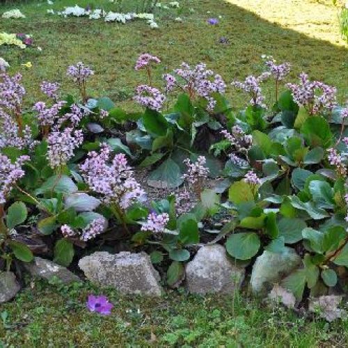 BERGENIA CORDIFOLIA RED V17 <br/> Piante Perenni ed Erbacee, Fiori Perenni