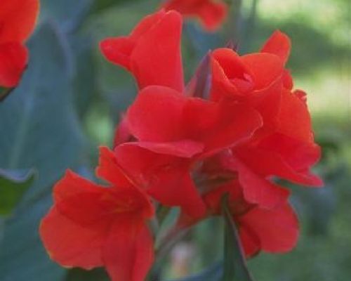 CANNA INDICA V15 <br/> Piante Perenni ed Erbacee, Fiori Perenni