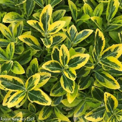 EUONIMUS JAPON GOLDEN QUINTEN V17 <br/> Piante Ornamentali