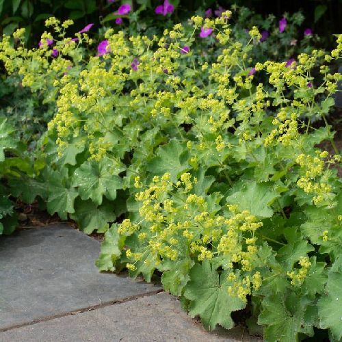 ALCHEMILLA MOLLIS V14 <br/> Piante Perenni ed Erbacee, Fiori Perenni