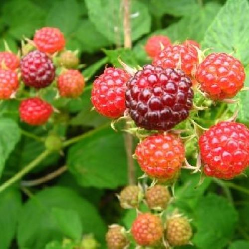 LAMPONE RUBUS IDEAUS V17 <br/> Piante e Alberi da Frutto