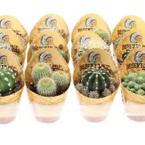 PIANTE GRASSE  V.8 <br/> Piante Grasse