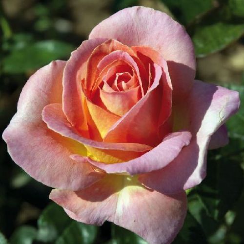ROSA G. FIORI ELLE MEIBDEROS V 14X14 <br/> Piante Fiorite da Giardino