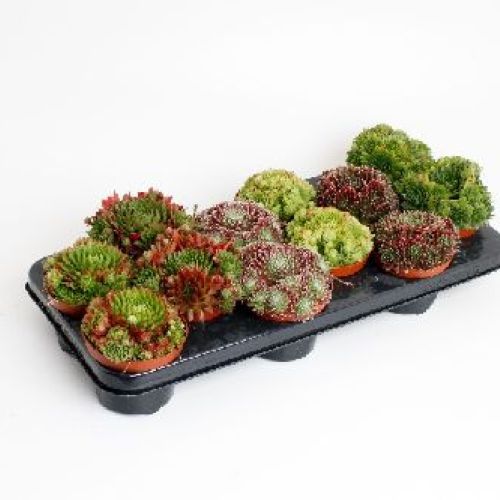 SEMPREVIVUM MIX  V10 <br/> Piante Ornamentali